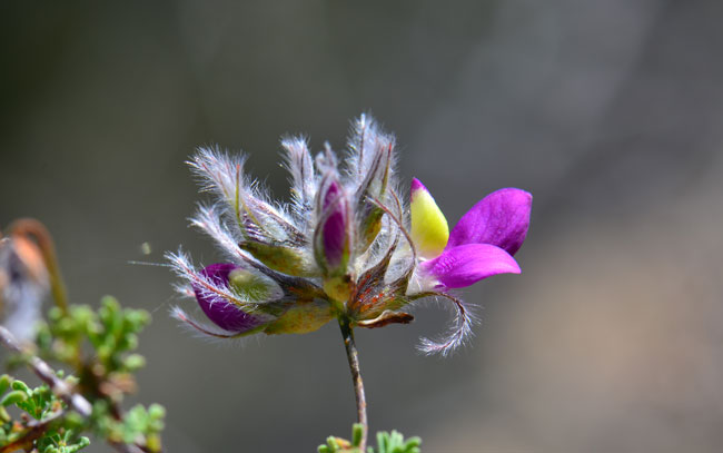 Dalea formosa, Indigobush, Southwest Desert Flora